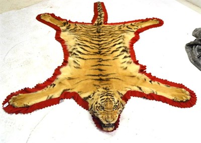 Lot 2121 - Tiger (Panthera tigris), juvenile, 1942, rug with head mount, open jaw, with original red felt...