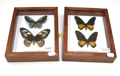 Lot 2123 - Butterflies, male and female of each species, comprising Ornithoptera Aesacus and Troides...