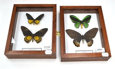 Lot 2124 - Butterflies, male and female of each species, comprising Ornithoptera Priamus Hecuba and...