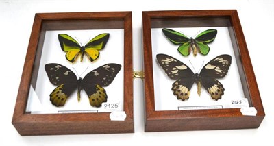 Lot 2125 - Butterflies, male and female of each species, comprising Ornithoptera Goliath Joycei and...