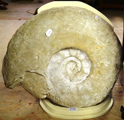 Lot 2130 - Large Ammonite Fossil, 60cm diameter (max), on a white painted easel-back wood display stand,...