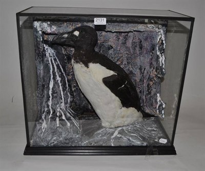 Lot 2131 - Great Auk, by Rowland Ward, London, feathered model, on a guano covered cliff-face nesting site, in