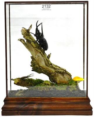 Lot 2132 - A Beetle Display, modern, on moss covered cut branch sections, comprising Rhinoceros Beetle and...