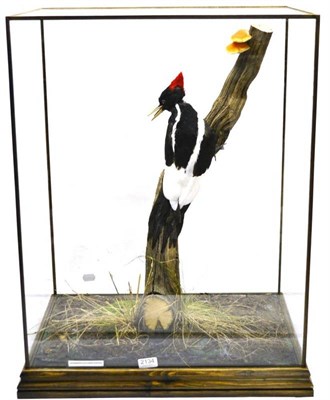 Lot 2134 - Ivory-Billed Woodpecker, modern, feathered model, upon a cut tree branch section with fungi,...