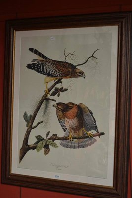 Lot 2138 - R Havell after John J Audubon FRSE FLS MWS Red-Shouldered Hawk, Male 1.F.2, falco lineatus...