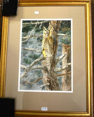 Lot 2139 - Keith Brockie (b.1955) ";Day Time Roost";, long-eared owl (Asio otus) perched in pine branches...
