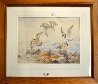 Lot 2141 - Chloe Elizabeth Talbot-Kelly (b.1927) Gyr Falcon Signed and dated (19)72, watercolour and...