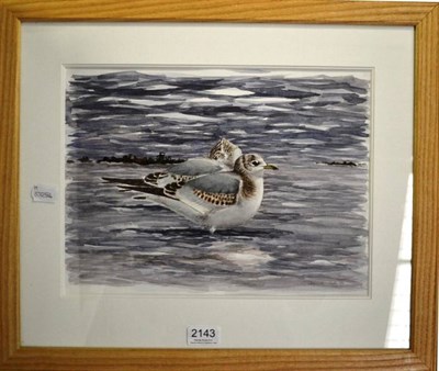 Lot 2143 - David Daly (20th/21st century) Common Gulls Signed and dated (19)89, pencil and watercolour,...