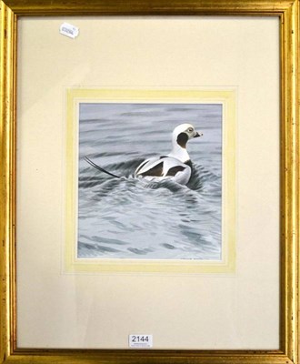 Lot 2144 - Trevor Boyer (b.1946) Longtailed Duck Signed, pencil and watercolour, 25cm by 23.5cm  Subject...
