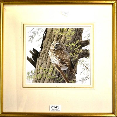 Lot 2145 - Trevor Boyer (b.1946) Spotted Owl Signed, watercolour, 19cm by 21.5cm  Subject to Droit de Suite