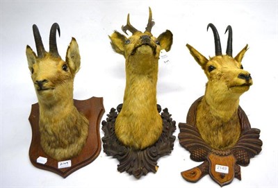 Lot 2149 - Chamois (Rupicapra rupicapra), 20th century, two head mounts; and A Similarly Mounted Roe Deer...
