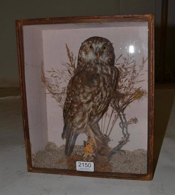 Lot 2150 - Little Owl (Athene noctua), Morepark, circa 1882, full mount, perched on a mossy twig against...