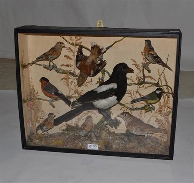 Lot 2153 - A Group of Nine Taxidermy Garden Birds, circa 1920, including Song Thrush, Hawfinch, Bullfinch,...