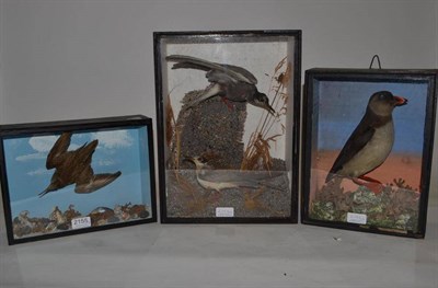 Lot 2155 - Sooty(?) Tern (Onychoprion fuscatus), circa 1910, two full mounts, perched amongst sanded rocks and