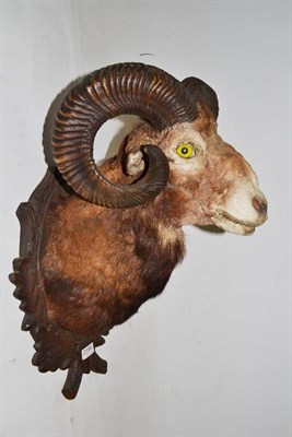 Lot 2156 - European Mouflon (Ovis aries), shoulder mount, on decorative carved wood oak leaf shield, 39cm from