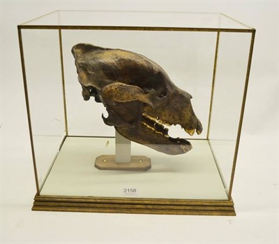 Lot 2158 - Brown Bear (Ursus arctos), 10,000 years, Polish Gravel Pit, skull, 40cm