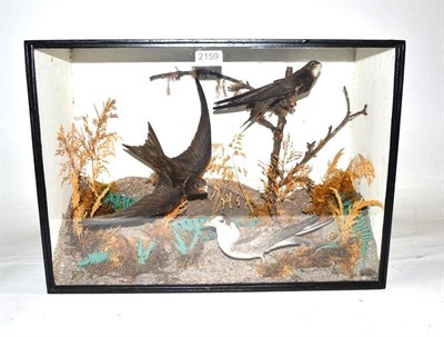 Lot 2159 - A Group of Three Taxidermy Birds, circa 1910, comprising two Swifts and a Tern, one Swift in...