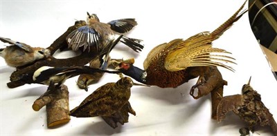 Lot 2160 - A Group of Taxidermy Birds, comprising three Jays (two on one wood mount), two Woodcock, Cock...