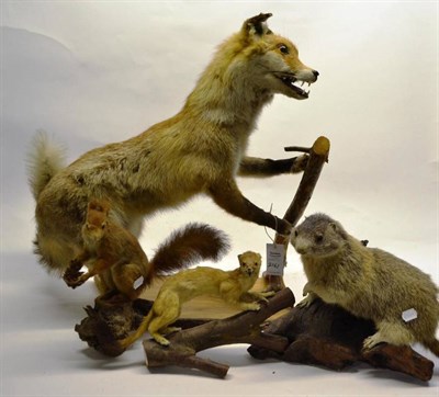 Lot 2161 - Nine Assorted Stuffed Animals, including European Red Squirrel,  Marmot, European Pine Marten,...