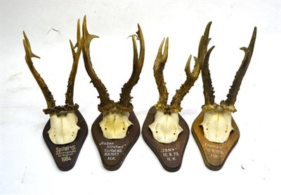 Lot 2162 - Roe Deer (Capreolus capreolus), nineteen antlers on frontlets, on similarly shaped lozenge form...