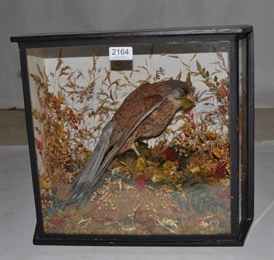 Lot 2164 - Kestrel (Falco tinnunculus), circa 1910, full mount, perched and plucking its Green Finch prey...