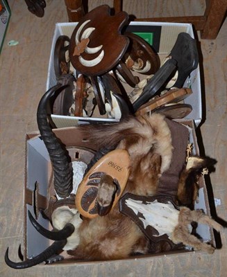 Lot 2165 - Springbok (Antidorcas marsupialis), circa 1950, horns on cut upper skull, on wood shield; Two...
