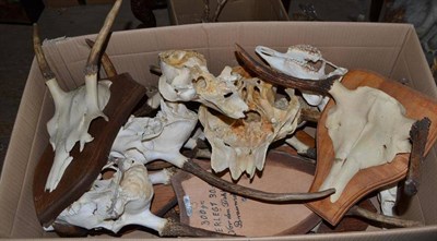 Lot 2167 - Two Boxes of Assorted Antlers, including Red Deer and Fallow, some on shields (approx 24 specimens)