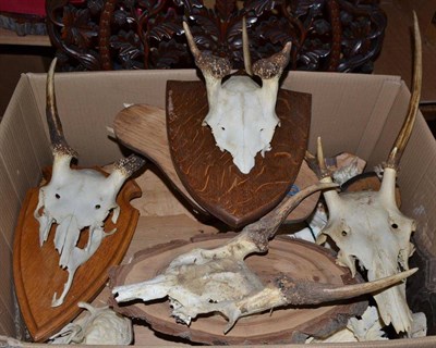 Lot 2168 - A Box of Miscellaneous Antlers, mainly on shields, some unmounted