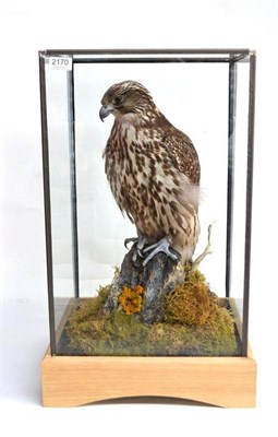 Lot 2170 - Gyr Falcon (Falco rusticolus), 2012, female, full mount, perched on faux rocks amongst lichens...