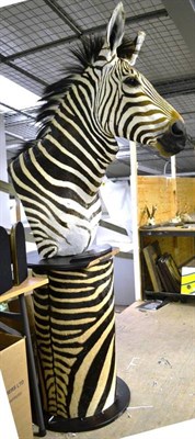 Lot 2181 - Hartmann's Zebra (Equus zebra hartmannae), circa 2010, shoulder mount, raised on zebra skin covered