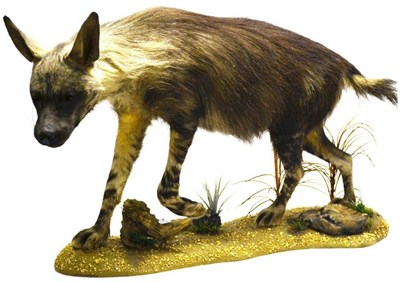 Lot 2182 - Brown Hyena (Hyaena brunnea), circa 2010, full mount, in prowling pose and turning slightly to...