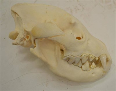Lot 2183 - Brown Hyena (Hyaena brunnea), upper and lower skull, 27cm long