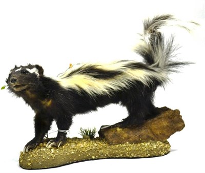 Lot 2184 - Skunk, circa 2010, full mount, on rock effect base, 38cm long overall