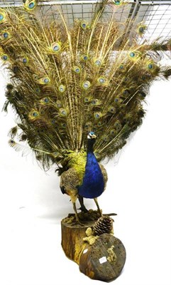 Lot 2187 - Peacock (Pavo cristatus), 20th century, full mount, standing with tail feather display, on faux...