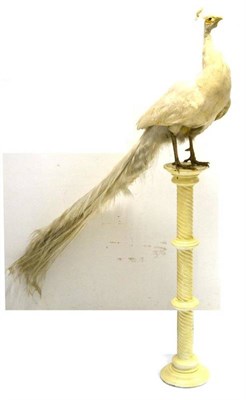 Lot 2188 - White Peacock (Pavo cristatus), 20th century, full mount, 158cm long overall, perched atop a...