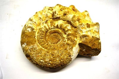 Lot 2191 - Perisphinctes Ammonite, Madagascar, Middle Jurassic Period 150 million years, 42cm by 37cm