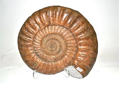 Lot 2192 - Arietites Bucklandi Ammonite, Lyme Regis, Dorset, Lower Jurassic Period, 195 million years, 55cm by