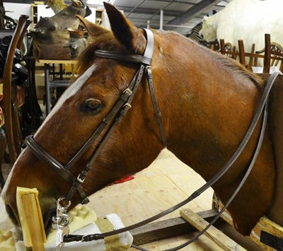 Lot 2194 - A Taxidermy Horse Head, 20th century, with leather bridle, 90cm from the wall  This head mount...