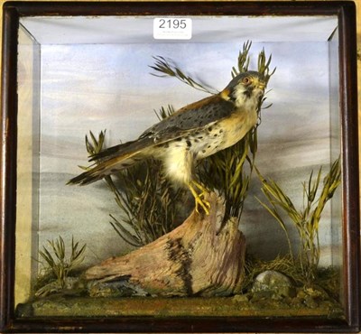 Lot 2195 - American Kestrel (Falco sparverius), circa 1900, full mount, perched on small section of wood...