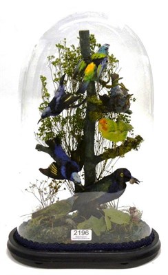 Lot 2196 - A Victorian Glass Dome of Seven Exotic Birds, arranged around a moss encrusted vertical branch...