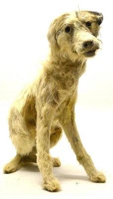 Lot 2197 - A Taxidermy Dog, ";Scruffy";, Terrier Type, 20th century, in seated pose, 49cm high