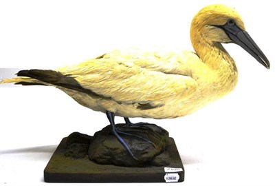 Lot 2198 - Gannet (Morus bassanus), early 20th century, full mount, squatting on rocks on wood plinth,...