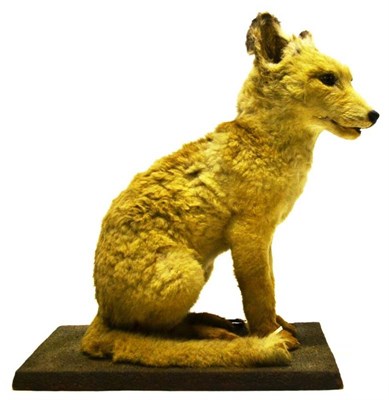 Lot 2199 - Fox Cub, Bill Cox, Taxidermist, Liverpool, ref no.16-1937, full mount, seated pose, on textured...