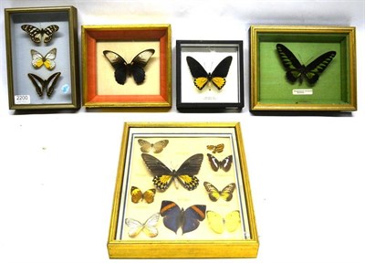 Lot 2200 - Five Glazed Frames of Foreign Butterflies, including Trogonoptera brookiana (Malaysia), The...