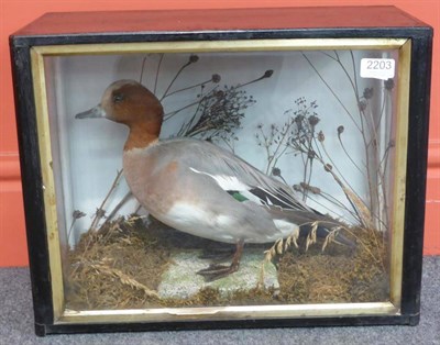Lot 2203 - Wigeon (Anas penelope), circa 1900, full mount, standing, amongst grasses, in three-glass case,...