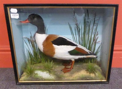 Lot 2204 - Shelduck (Tadorna tadorna), S H Walker, Taxidermist, 14 Yorkersgate, Malton, circa 1900,...