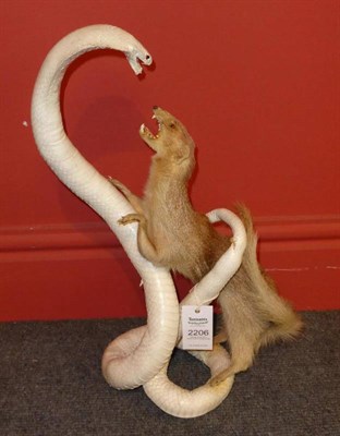 Lot 2206 - Mongoose (Herpestidae), full mount, attacking a cobra, 49cm high