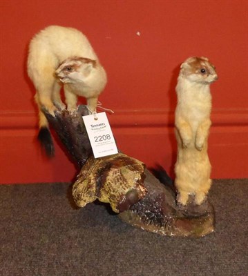 Lot 2208 - Ermine (Mustela erminea), by J P Julian, Lancashire, circa 2000, pair of full mounts,...