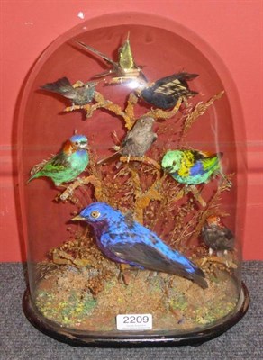 Lot 2209 - A Dome of Eight Exotic Taxidermy Birds, TM Williams (Taxidermist, 155 Oxford S.) circa 1880