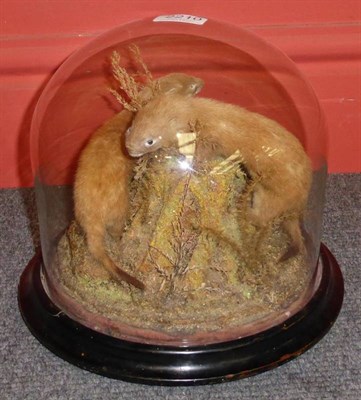 Lot 2210 - Weasel (Mustela), circa 1880, two full mounts, beneath glass dome, 23cm high